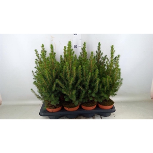 Picea glauca 'Conica'