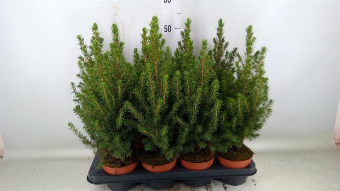 <h4>Picea glauca 'Conica'</h4>