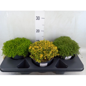 Thymus vulgaris