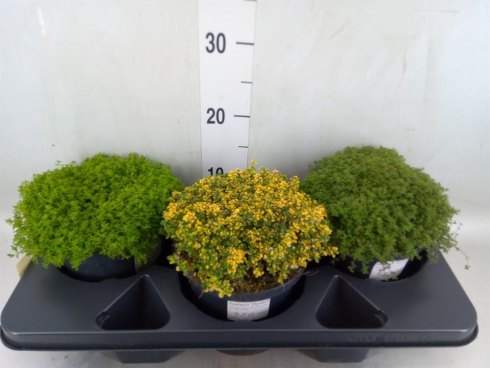<h4>Thymus vulgaris</h4>