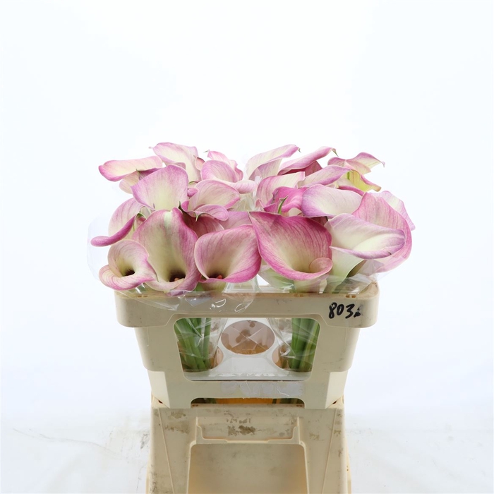 <h4>Calla Denver</h4>