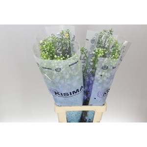 Delph El Guardian Blue