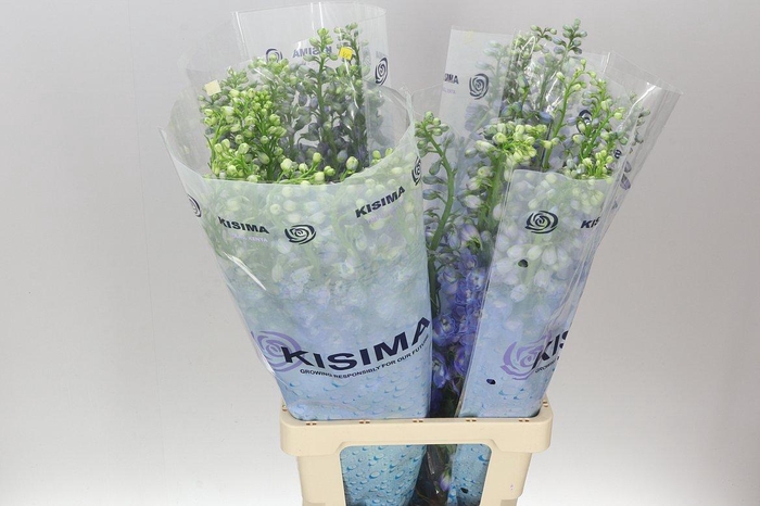 <h4>Delph El Guardian Blue</h4>