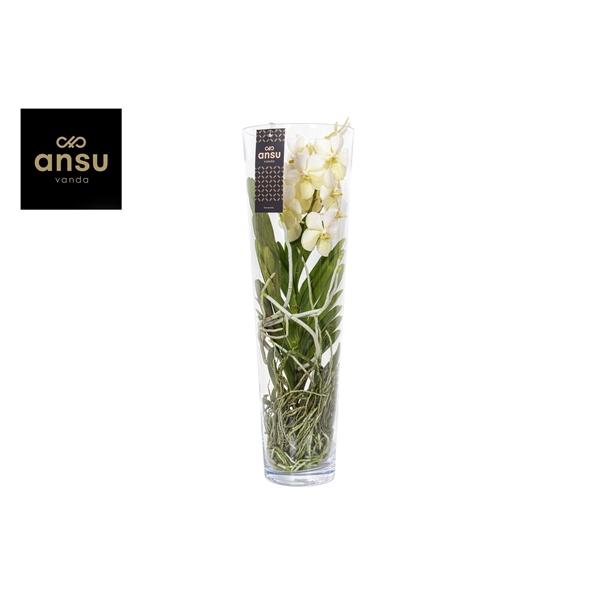 <h4>Vanda hybriden</h4>