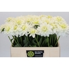 Dahlia DE 'Karma Maarten Zwaan'