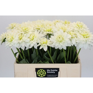 Dahlia DE 'Karma Maarten Zwaan'