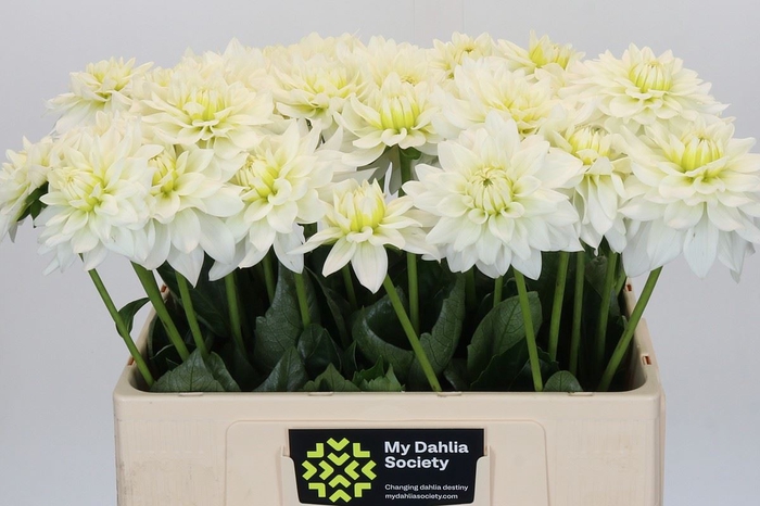 <h4>Dahlia DE 'Karma Maarten Zwaan'</h4>