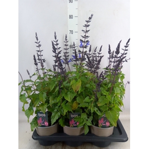 Salvia  'Salgoon Lake Blueberry'