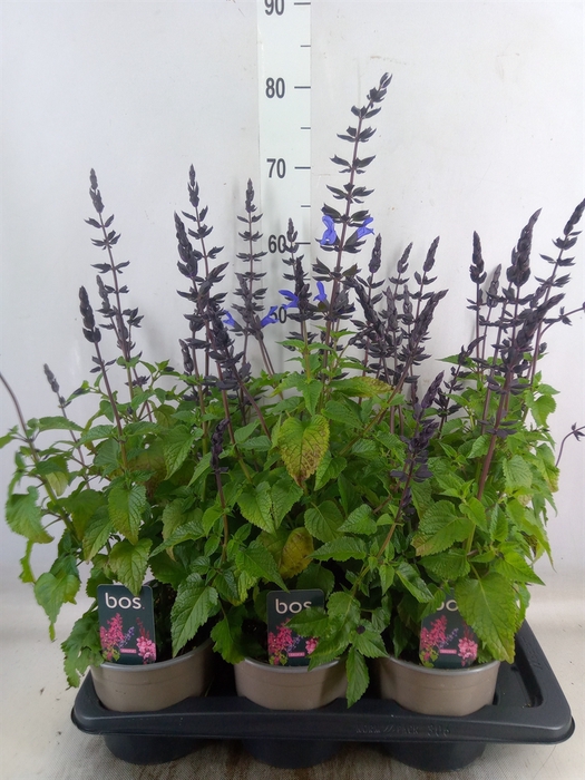 <h4>Salvia  'Salgoon Lake Blueberry'</h4>