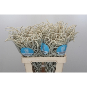 AMAR YEARMING DESERT