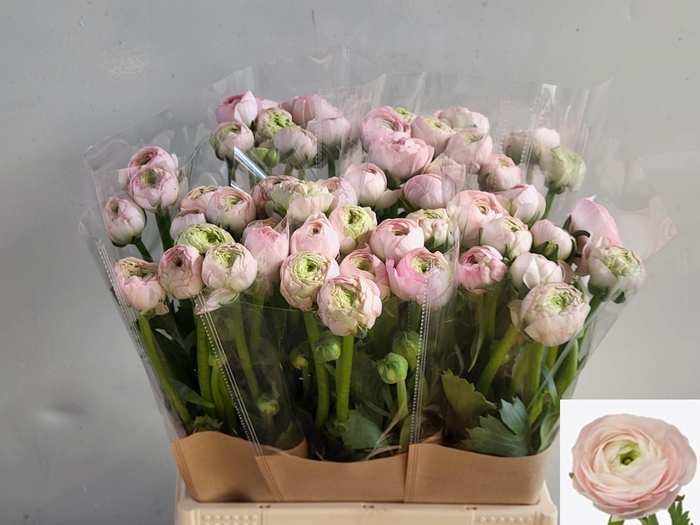 <h4>RAN SU LADY</h4>