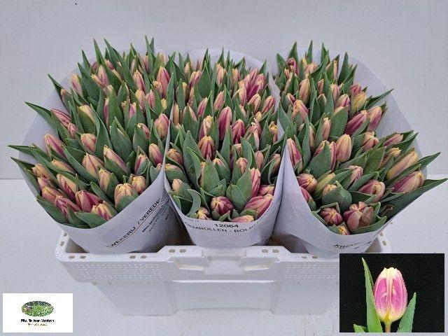 <h4>TU EN HAPPY FEET</h4>