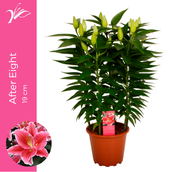 <h4>Lilium After Eight 19 cm (or. lelie)</h4>
