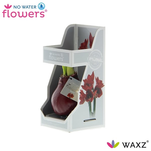 <h4>No Water Flowers Waxz® Bordeaux in Gift Box</h4>