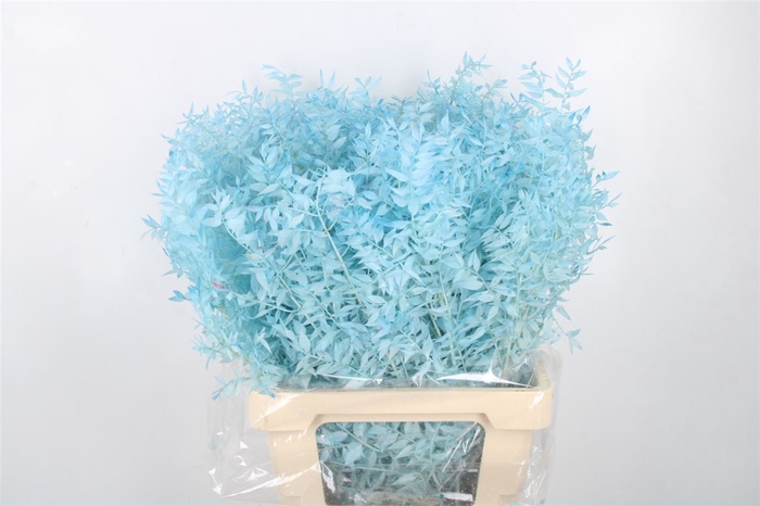 Ruscus. Light Blue Per Stem