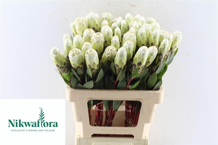 <h4>PROTEA MUNDII</h4>