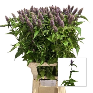 AGASTACHE