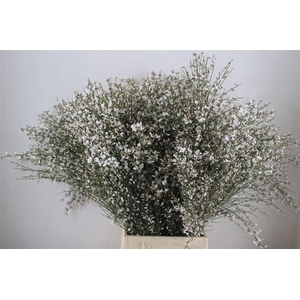 Ginster 400gr White P Bunch