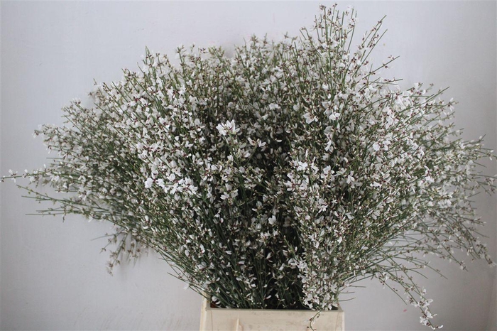 <h4>Ginster 400gr White P Bunch</h4>