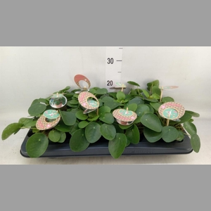 Pilea peperomioides