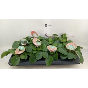 Pilea peperomioides