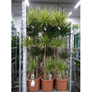 Dracaena   ...mix