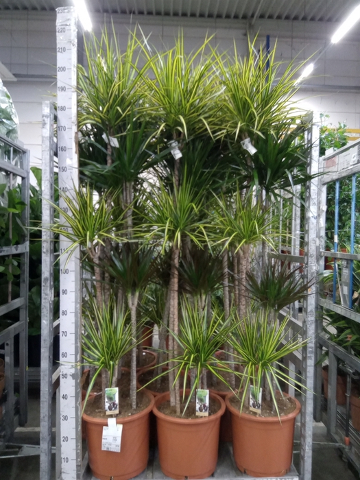 <h4>Dracaena   ...mix</h4>