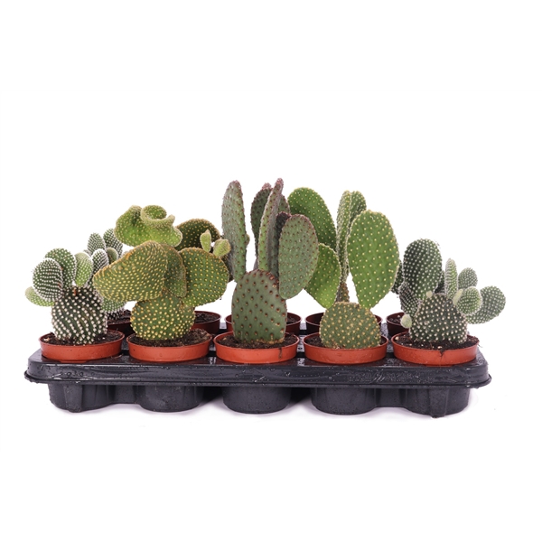 <h4>Opuntia mix 10,5 cm</h4>