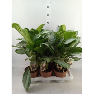Aglaonema  'Silver Bay'