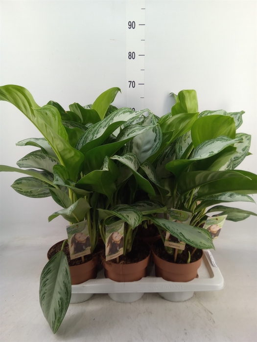 <h4>Aglaonema  'Silver Bay'</h4>
