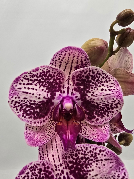 <h4>Limited 79 week 6</h4>