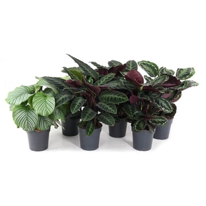 Calathea gemengd