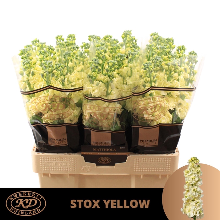 <h4>Matth Stox Yellow</h4>