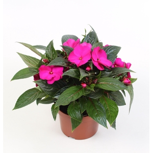 Impatiens New Guinea Logia (purple)