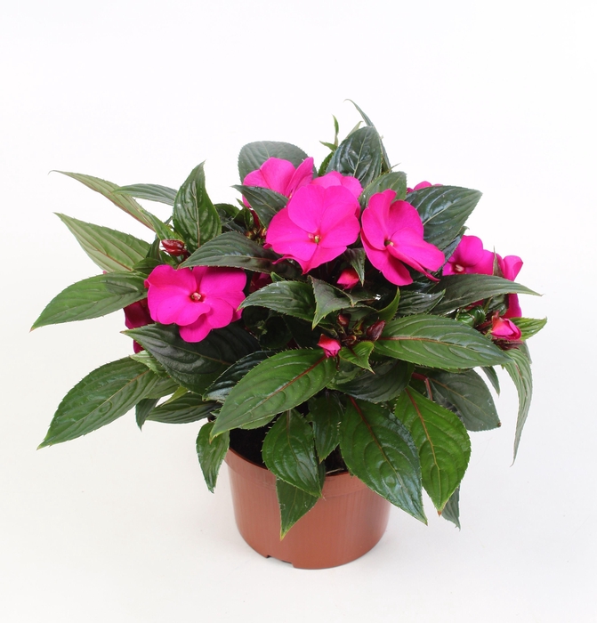 <h4>Impatiens New Guinea Logia (purple)</h4>