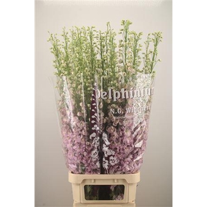 Delph El Dewi Fame Dark Pink