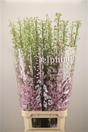 <h4>Delph El Dewi Fame Dark Pink</h4>