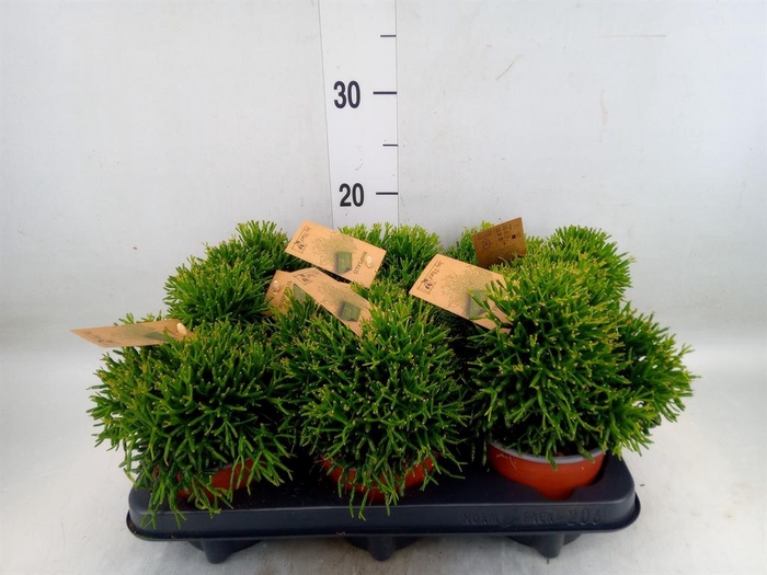 <h4>Rhipsalis ...</h4>