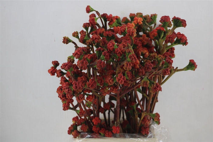 <h4>Euca Cardinale P Bunch</h4>