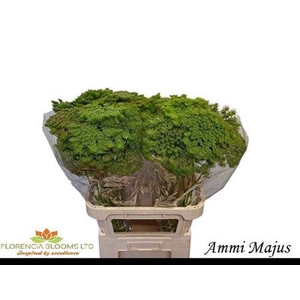 Ammi Majus Green Mist