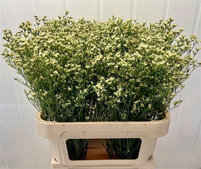 <h4>LIM SIN SEN LEMONADE</h4>