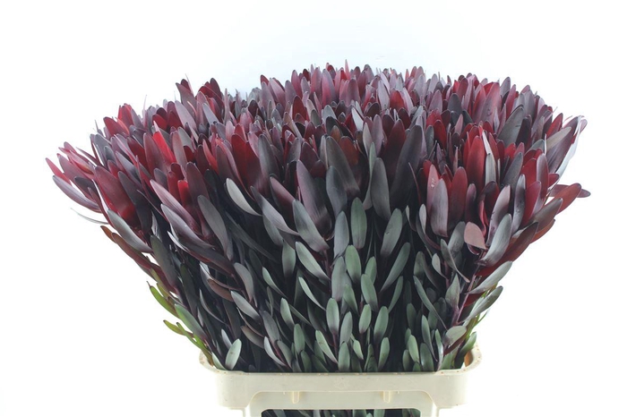 <h4>Leucad Saf Sunset</h4>