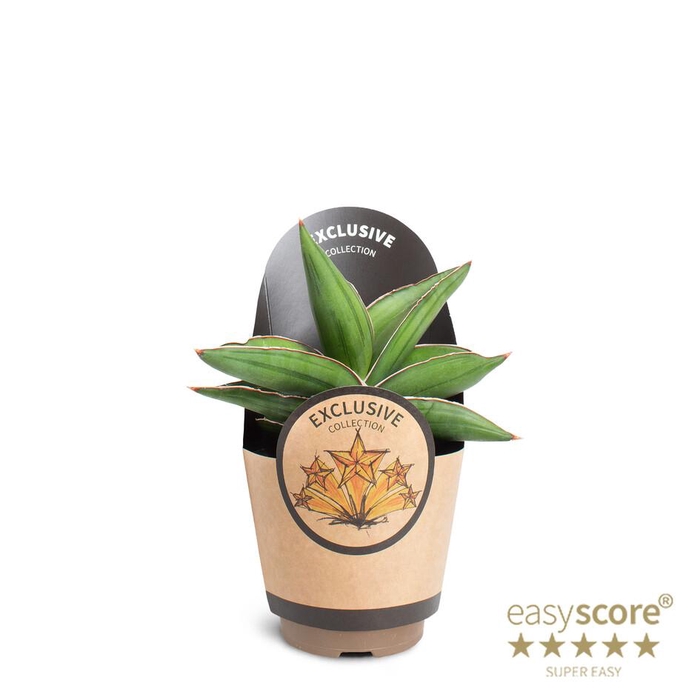 <h4>SANSEVIERIA EHRENBERGII</h4>