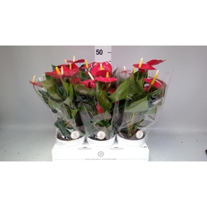 Anthurium andr. 'Red Champion'
