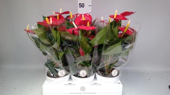 <h4>Anthurium andr. 'Red Champion'</h4>
