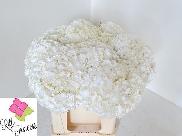 <h4>HYDR M ROYAL HIGHNES</h4>