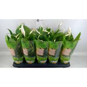 Spathiphyllum  'Alana'