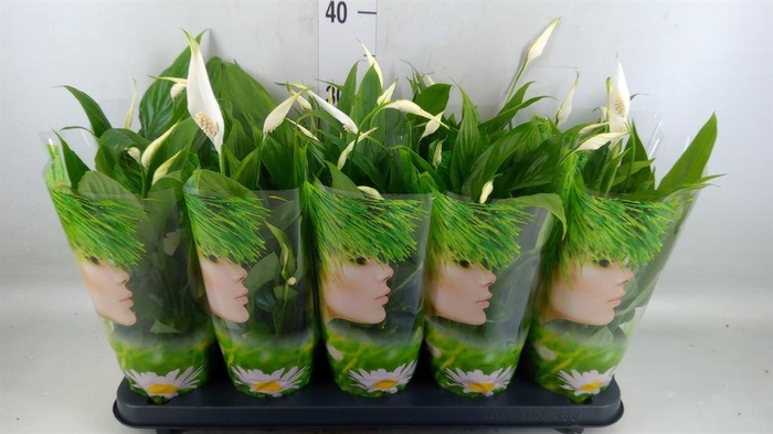 <h4>Spathiphyllum  'Alana'</h4>