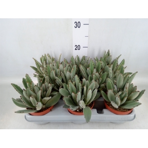 Kalanchoe NF tomentosa