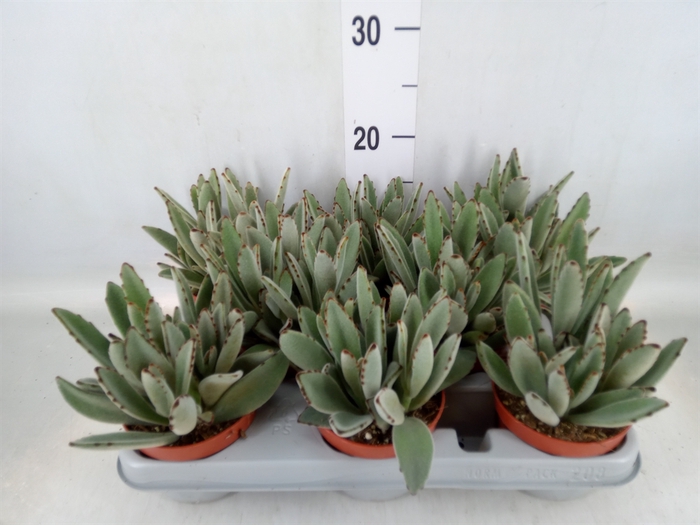 <h4>Kalanchoe NF tomentosa</h4>